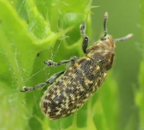 Rhinocyllus conicus - Rhinocyllus conicus