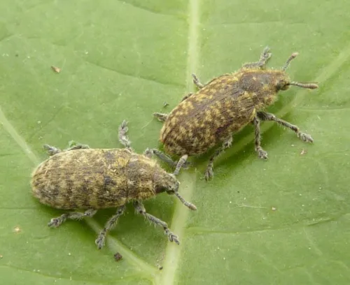 Rhinocyllus conicus - photo 2