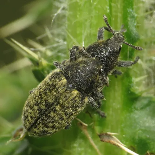 Rhinocyllus conicus - photo 3