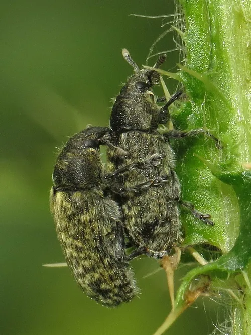 Rhinocyllus conicus - photo 4