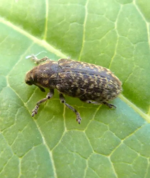 Rhinocyllus conicus - photo 5