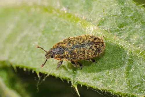 Rhinocyllus conicus - photo 6