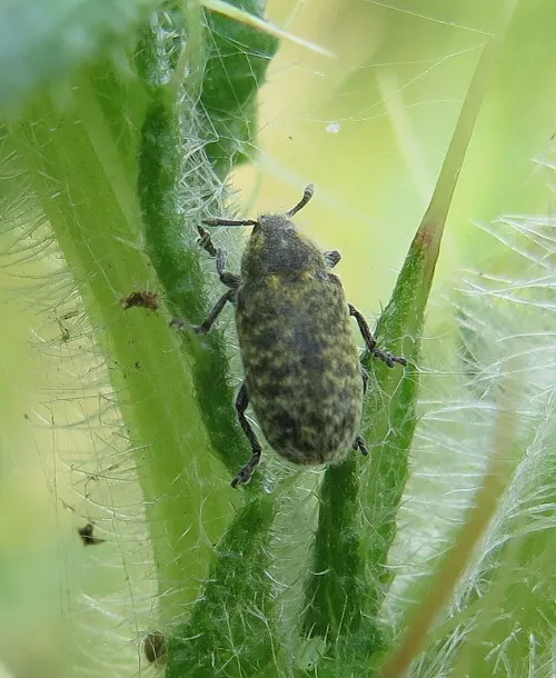 Rhinocyllus conicus - photo 7