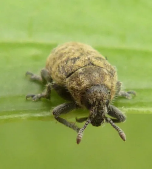 Rhinocyllus conicus - photo 8