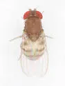 Rhinoleucophenga americana