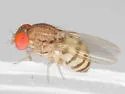 Rhinoleucophenga americana - photo 2