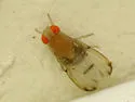 Rhinoleucophenga obesa - photo 2