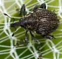 Mile-a-minute Weevil - photo 2