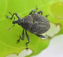 Mile-a-minute Weevil - photo 3