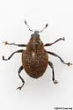 Mile-a-minute Weevil - photo 4