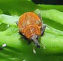 Mile-a-minute Weevil - photo 5