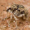 Rhinoncus bruchoides