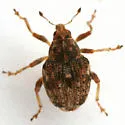 Rhinoncus bruchoides - photo 2