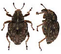 Rhinoncus bruchoides - photo 3