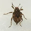 Rhinoncus bruchoides - photo 4