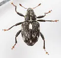 Smartweed Node Weevil - photo 2