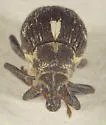 Smartweed Node Weevil - photo 3