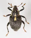 Smartweed Node Weevil - photo 4