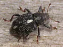 Smartweed Node Weevil - photo 5