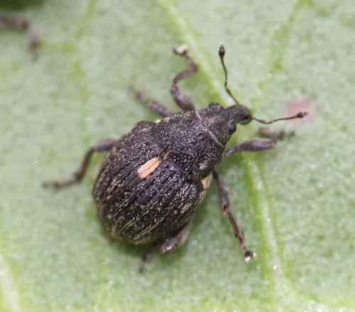 Rhinoncus pericarpius