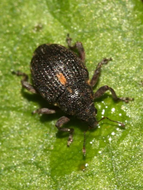 Rhinoncus pericarpius - photo 4