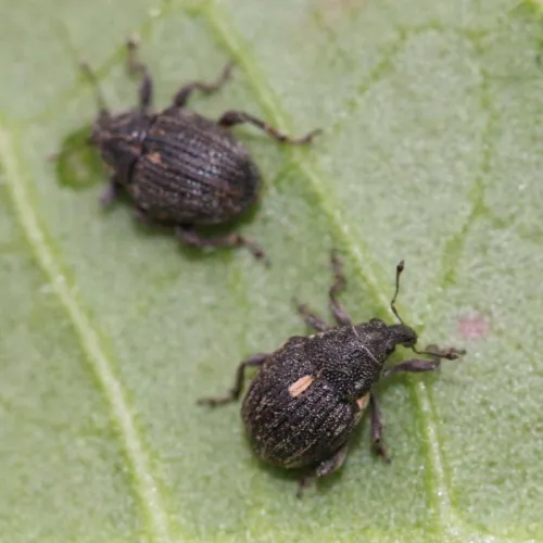 Rhinoncus pericarpius - photo 8