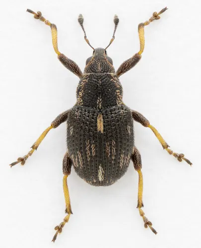 Rhinoncus perpendicularis