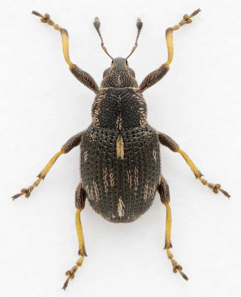 Rhinoncus perpendicularis - photo 2