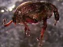 Rhinoncus pyrrhopus
