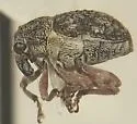 Rhinoncus pyrrhopus - photo 2
