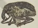 Rhinoncus triangularis