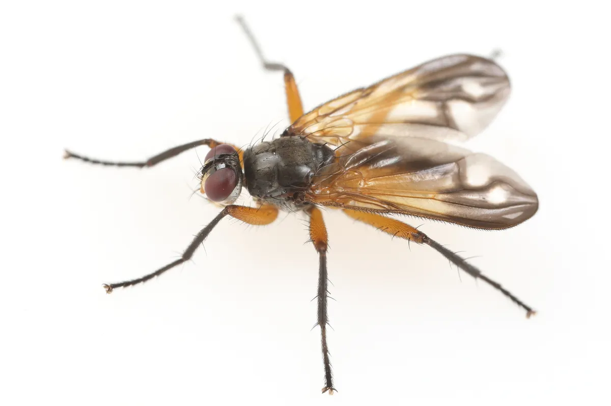Woodlouse Flies - photo 3