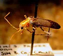 Rhinoplatia mortivallicola - photo 2