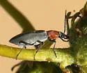 Rhinoplatia ruficollis