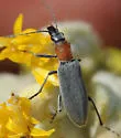 Rhinoplatia ruficollis - photo 3