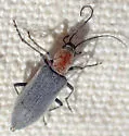 Rhinoplatia ruficollis - photo 4