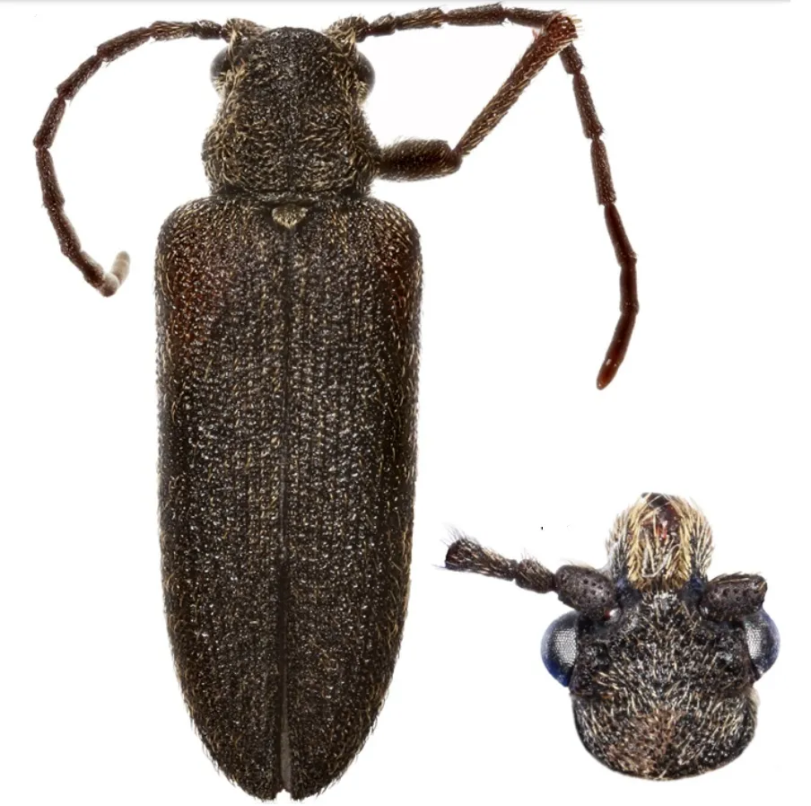 Rhinorhipidae - photo 3