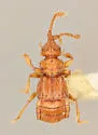 Rhinoscepsis bistriatus - photo 2