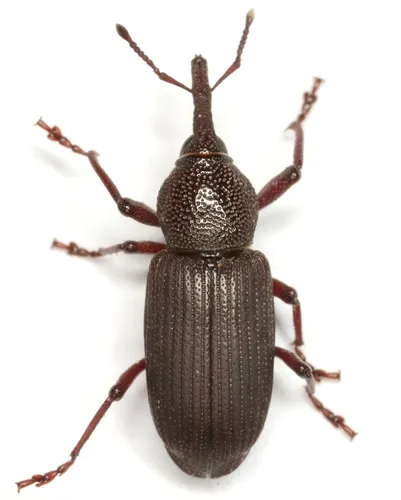 Rhinostomus frontalis - Rhinostomus frontalis