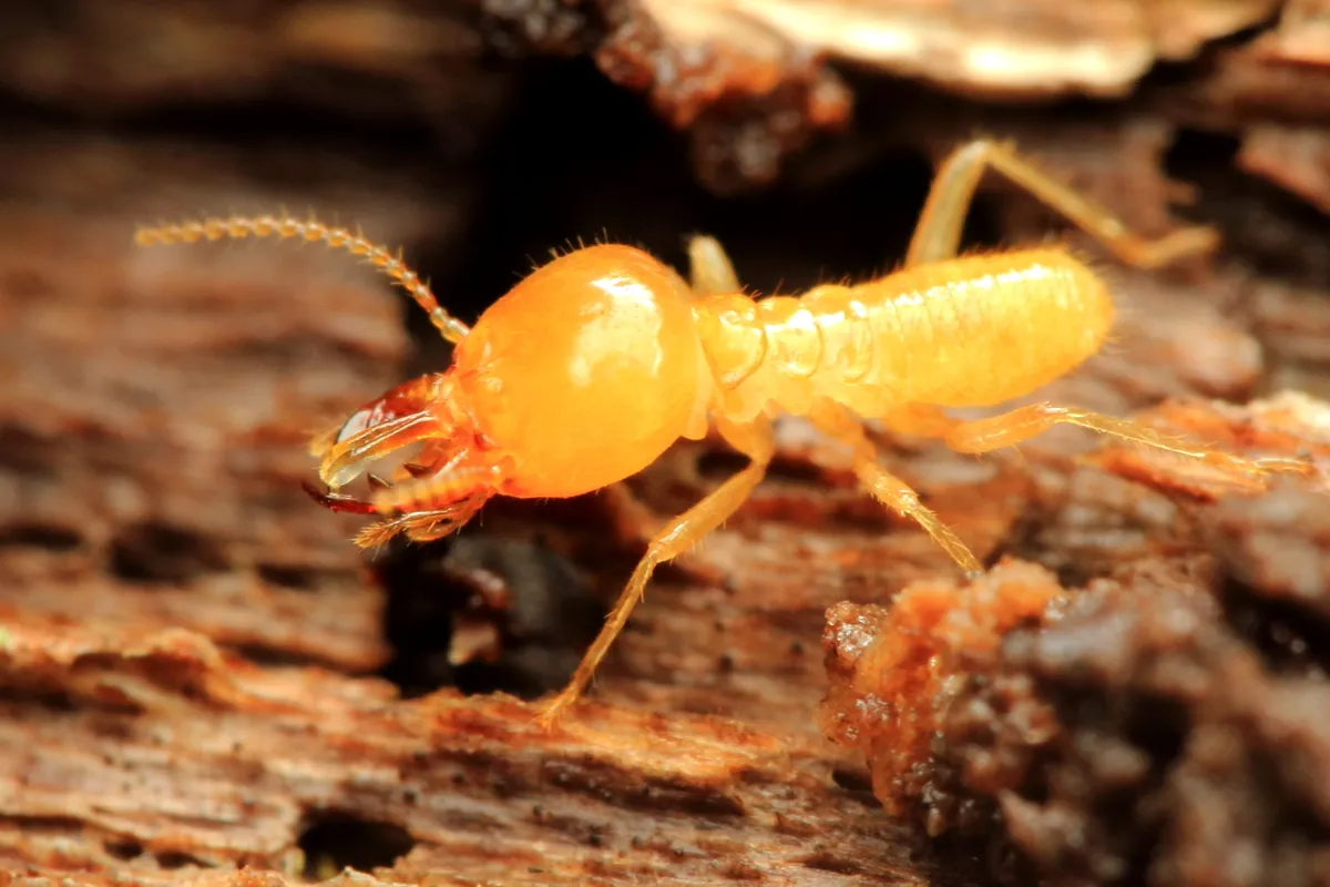 Rhinotermitidae - photo 2