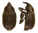 Toadflax Seedhead Weevil