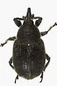 Toadflax Seedhead Weevil - photo 2