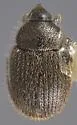 Toadflax Seedhead Weevil - photo 3