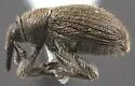 Toadflax Seedhead Weevil - photo 4