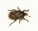 Toadflax Seedhead Weevil - photo 5