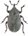 Root-gall Weevil