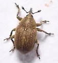 Rhinusa neta - Rhinusa neta