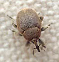 Rhinusa tetra - photo 2