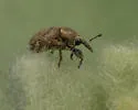 Rhinusa tetra - photo 5