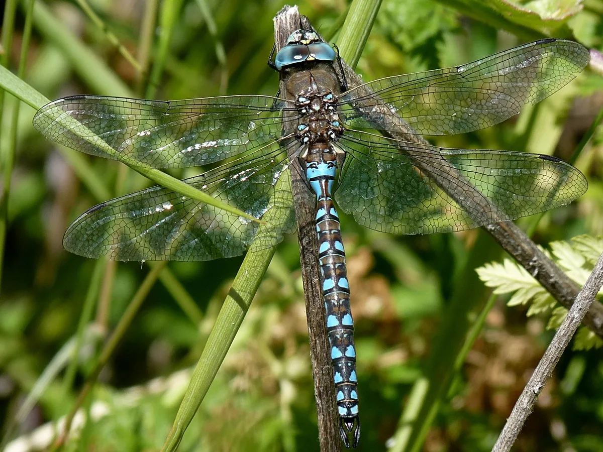 California Darner - photo 2